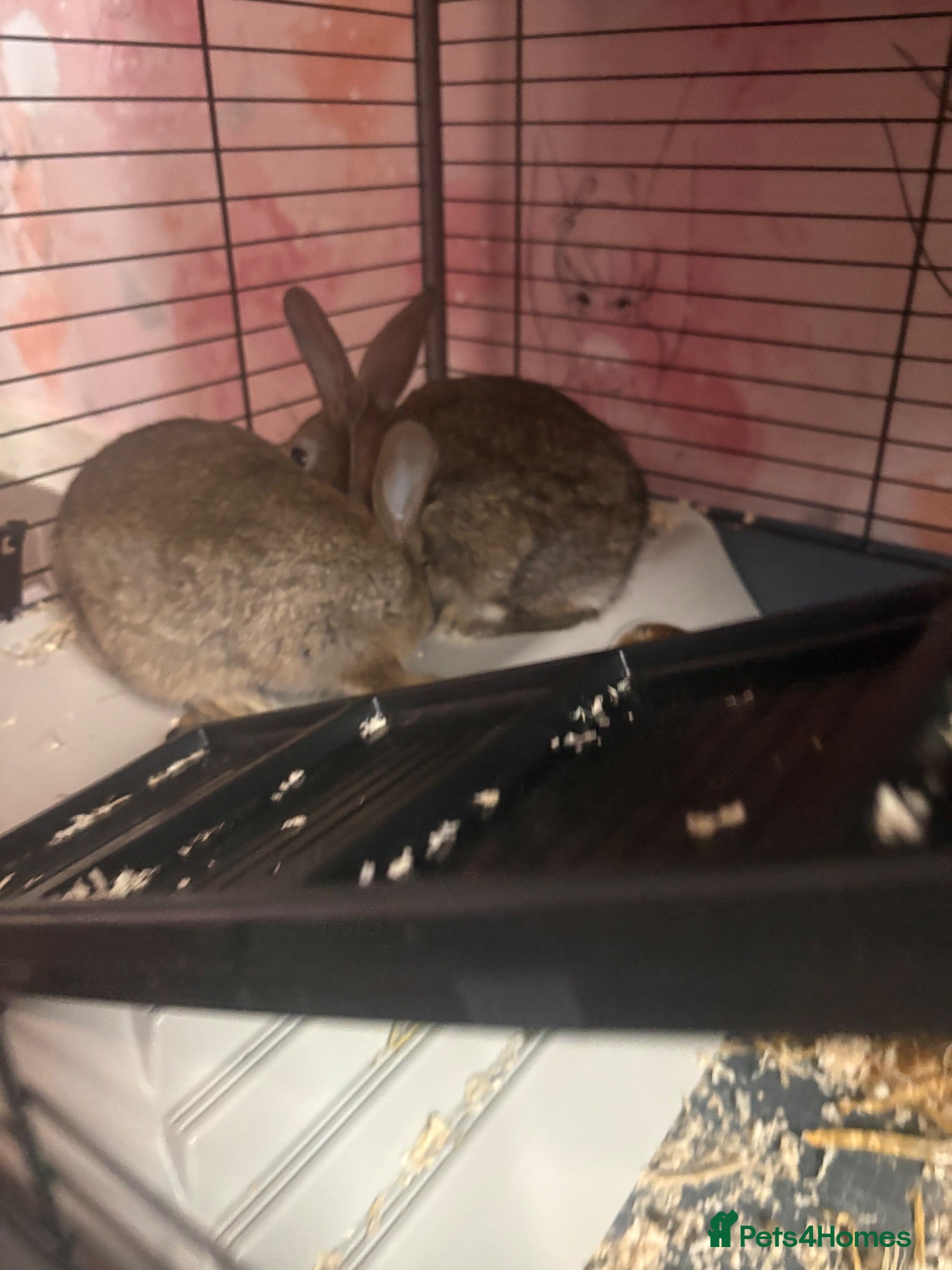 Mini Lop rabbits Mini lops - Advert 12