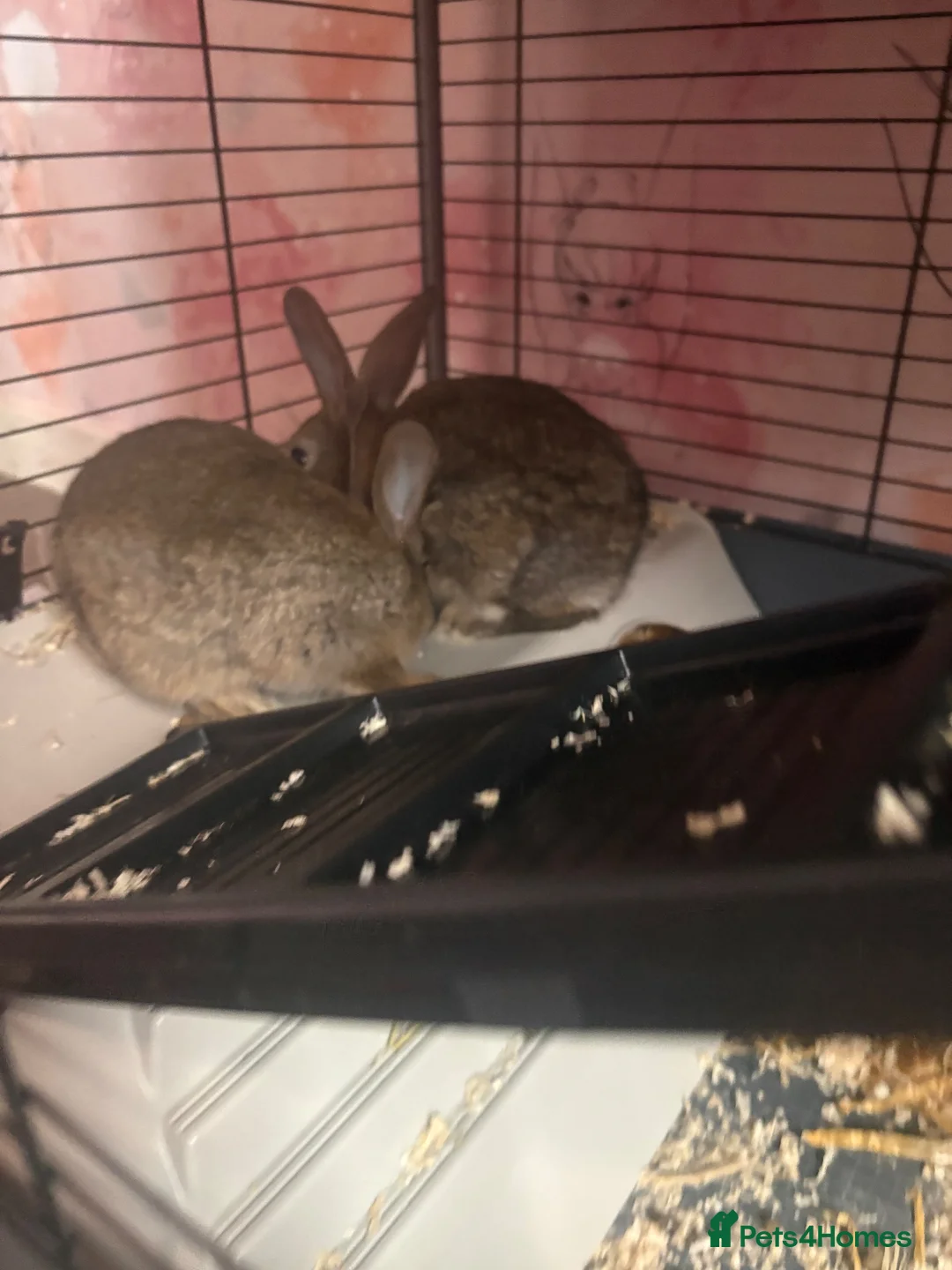 Mini Lop rabbits for sale: Mini lops in Doncaster - Advert 1