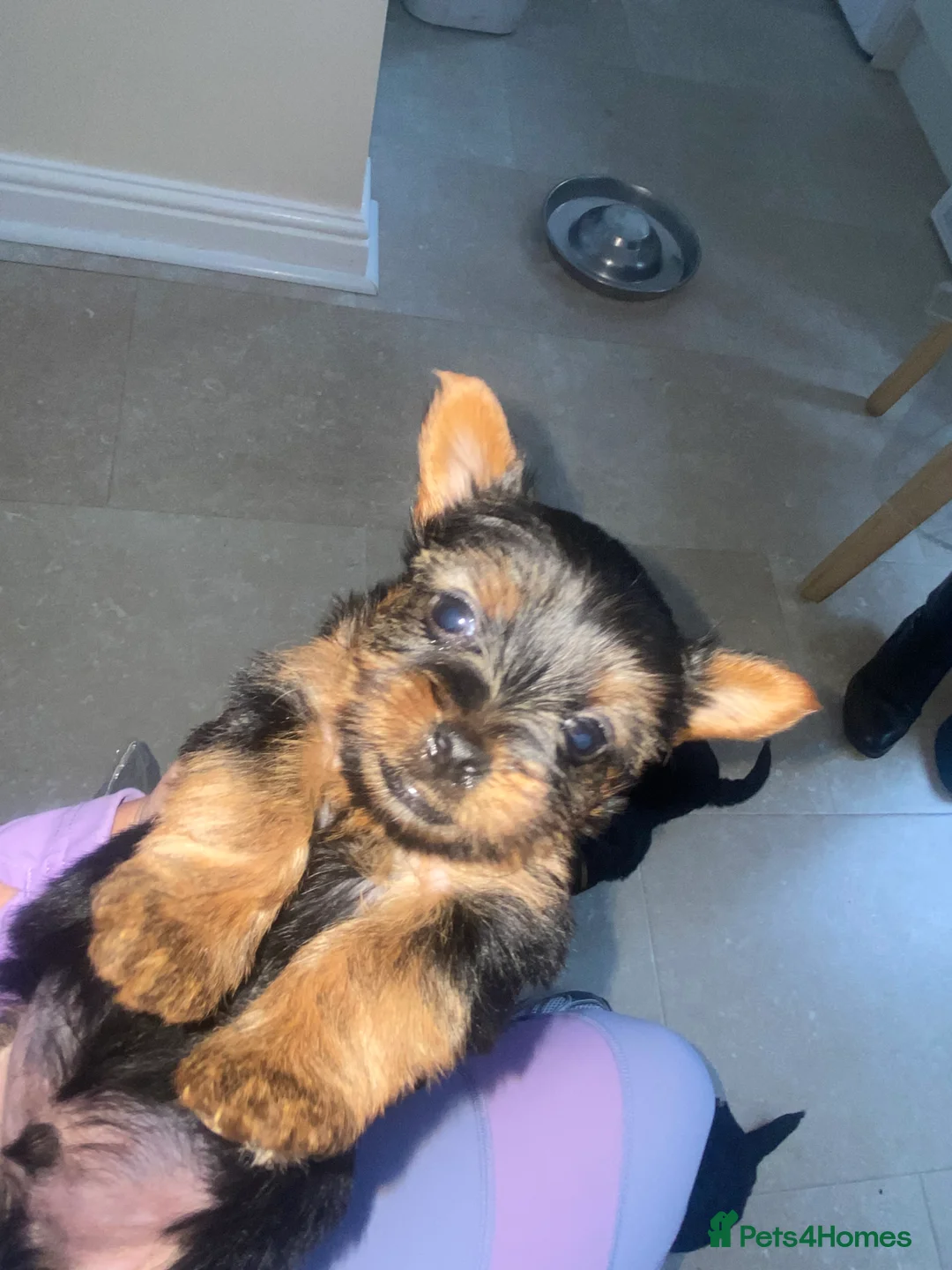 Yorkshire Terrier dogs for sale: Yorkshire terroir puppies  - Advert 3