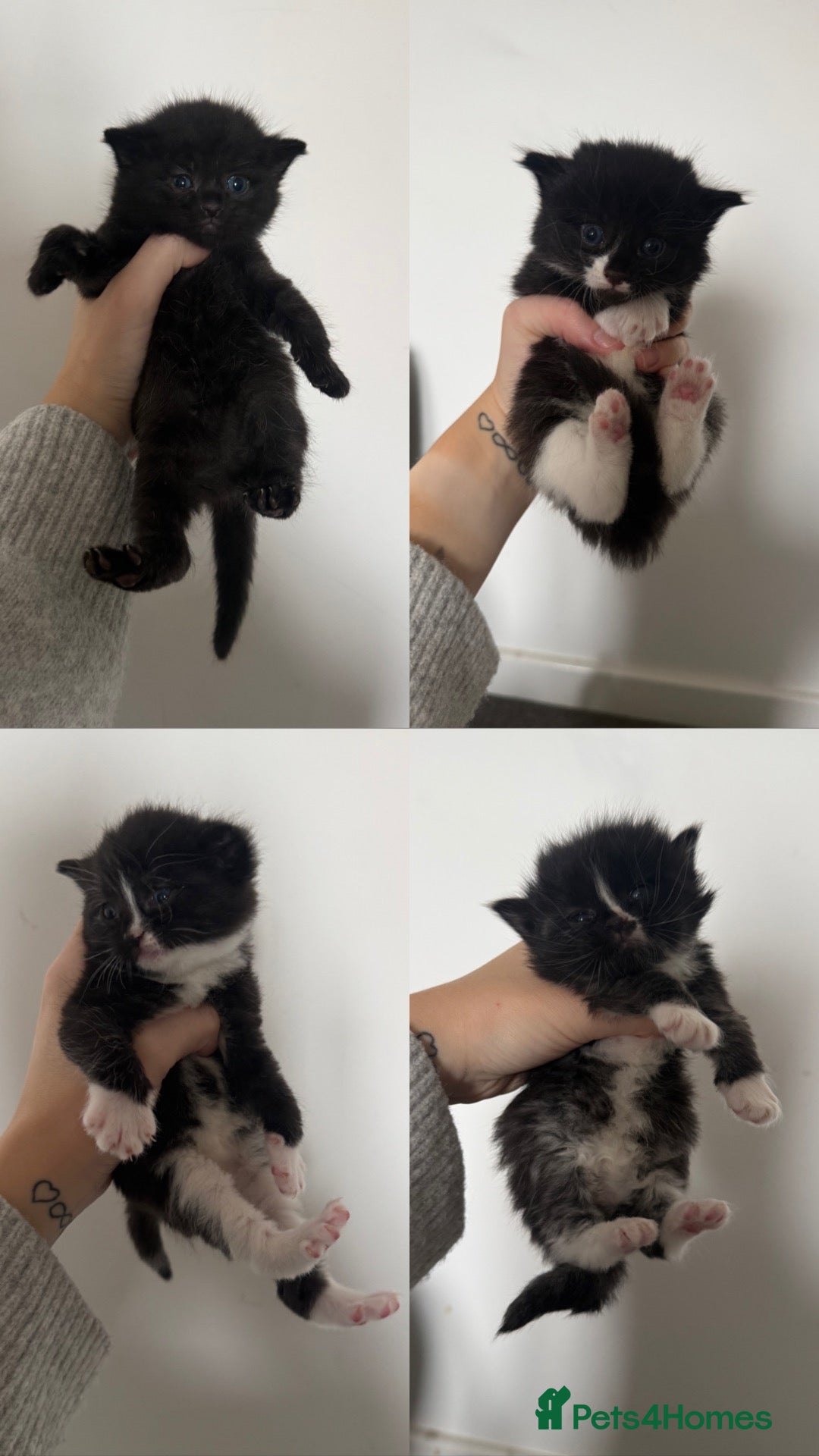 Mixed Breed cats Male kittens  - Advert 5