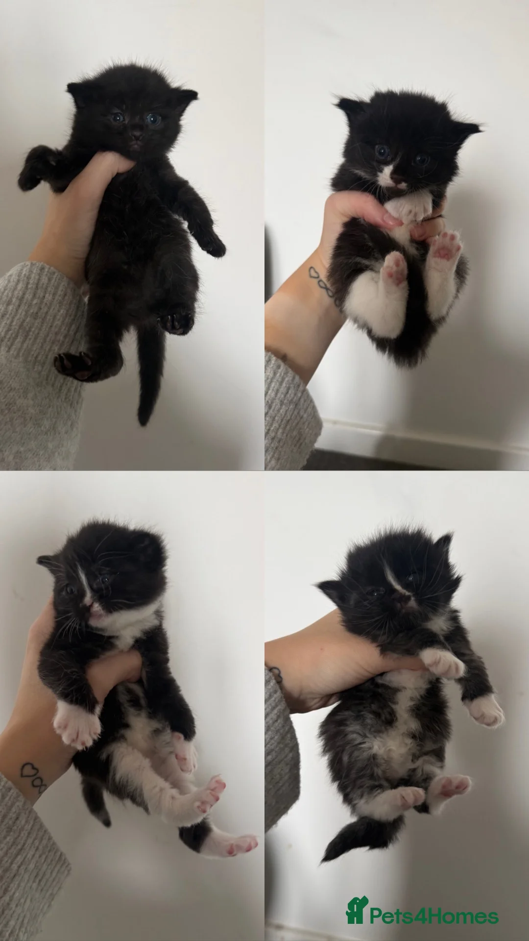 Mixed Breed cats for sale: Male kittens  in Bromsgrove - Advert 1