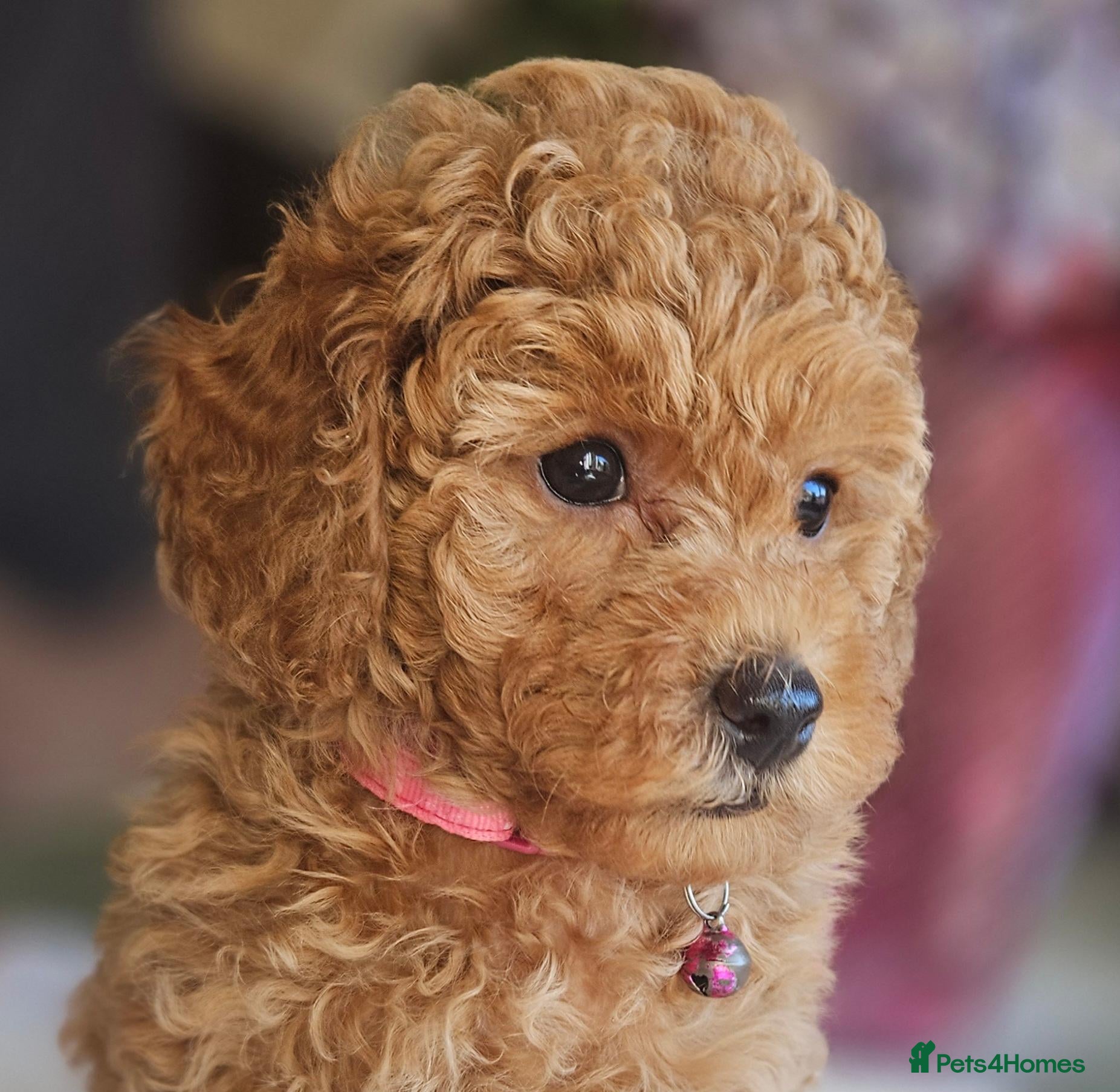 Toy Poodle dogs Ready Friday!Licensed breeder , kc toy poodle Girl - Advert 1