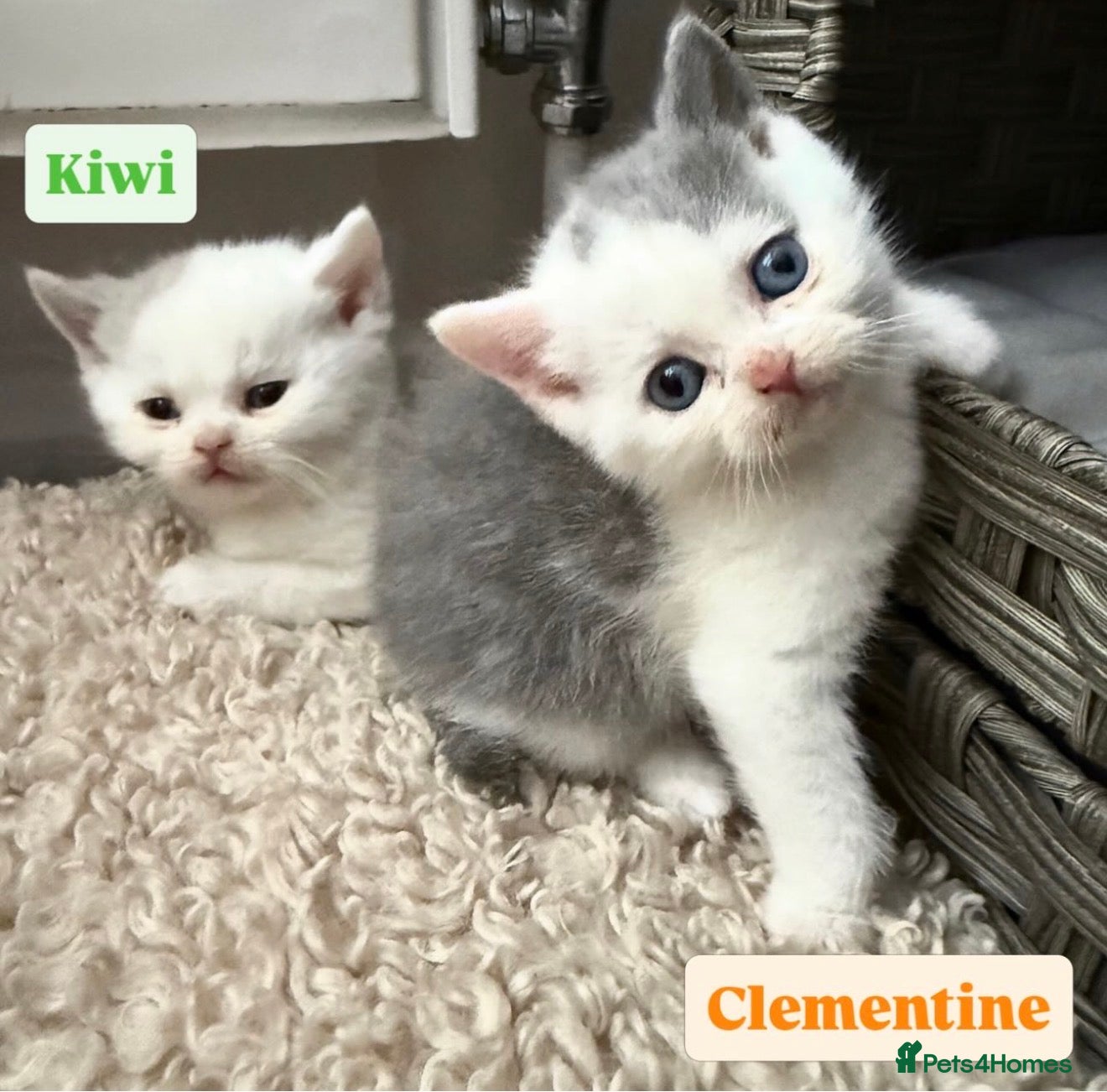 British Shorthair cats Rare Lilac, Cream & Blue Bicolour BSH kittens - Advert 4