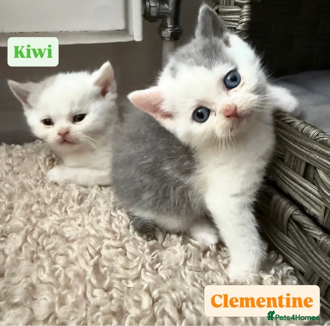 British Shorthair cats for sale: Rare Lilac, Cream & Blue Bicolour BSH kittens - Advert 1