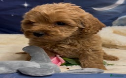 Cockapoo dogs for sale: 🐶 Gorgeous F1 Cockapoo Puppies –  Vet Checked  - Image 1