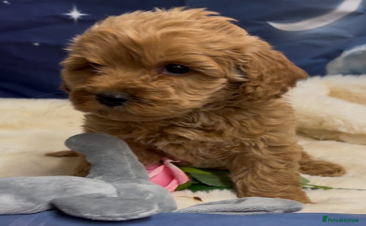 Cockapoo dogs - Advert 2