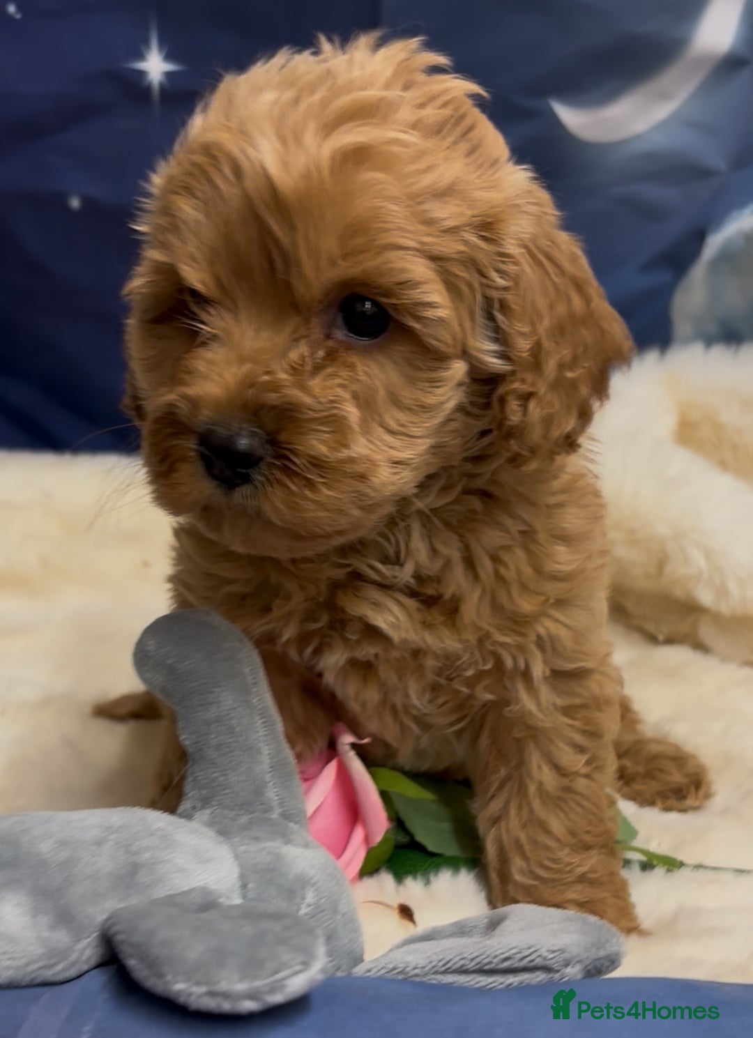 Cockapoo dogs for sale: 🐶 Gorgeous F1 Cockapoo Puppies –  Vet Checked  - Image 1