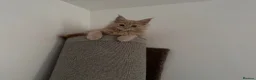Maine Coon cats for sale: Beautiful Maine Coon kittens for sale. Two boys.🦁 - Advert 6