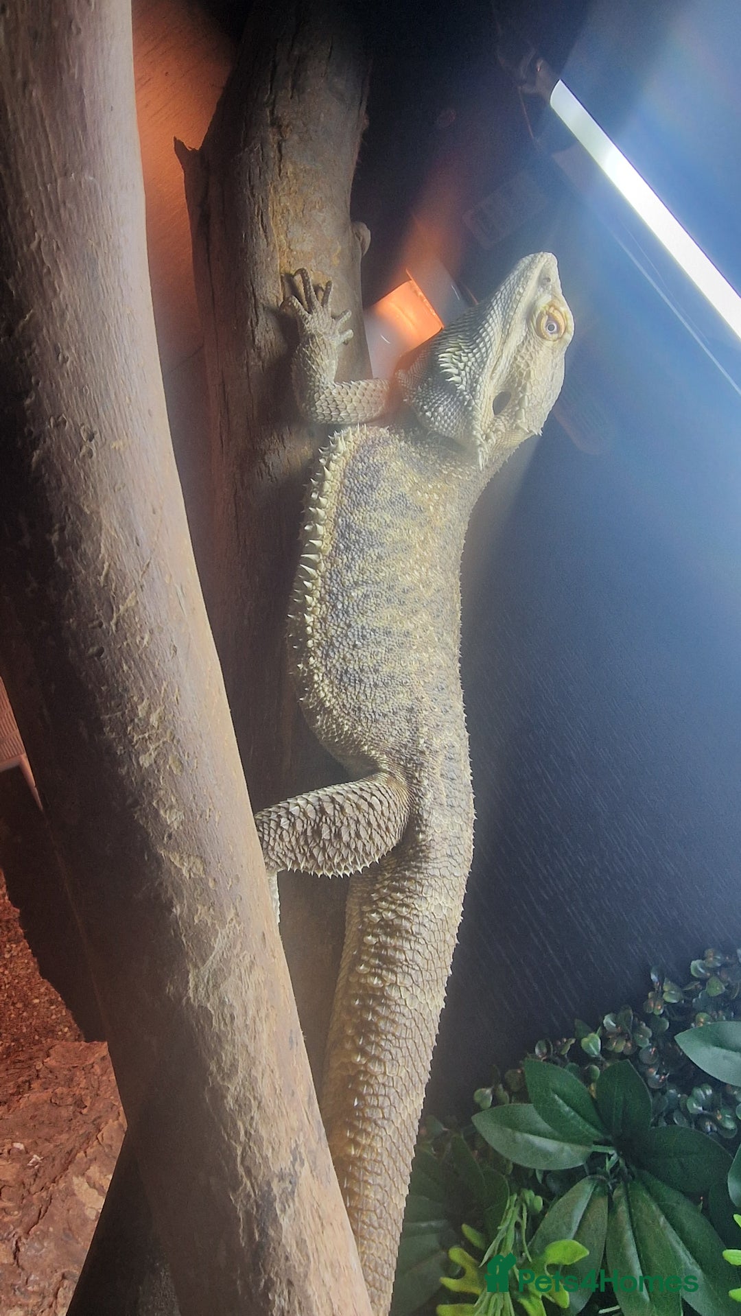 Bearded Dragon reptiles for sale: Bearded Dragon for sale  - Advert 2