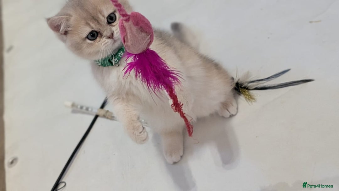 British Shorthair cats for sale: One lovely girl and three handsome boys  - Image 11