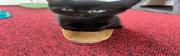 Mixed Breed cats for sale: Gorgeous kittens for sale - Advert 2