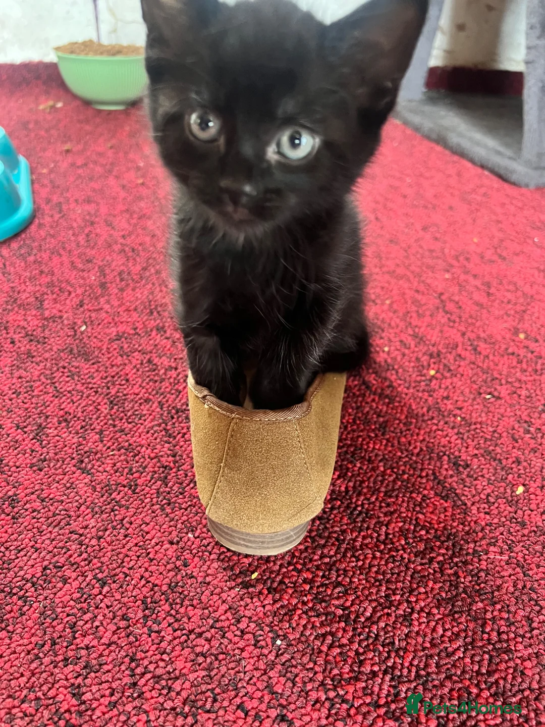 Mixed Breed cats for sale: Gorgeous kittens for sale - Advert 2