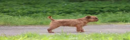 Griffon Bruxellois dogs for stud: Griffon male available for stud, KC proven - Advert 6