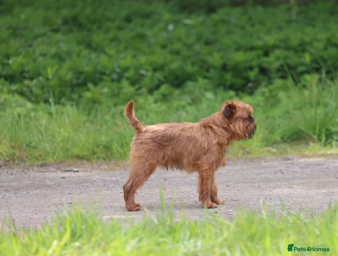 Griffon Bruxellois dogs for stud: Griffon male available for stud, KC proven - Advert 6