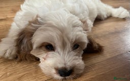 Cavapoo dogs for sale: 🐶🐩 7 HEALTH CLEAR ADORABLE CAVAPOO PUPPIES 🐩🐶  - Image 2