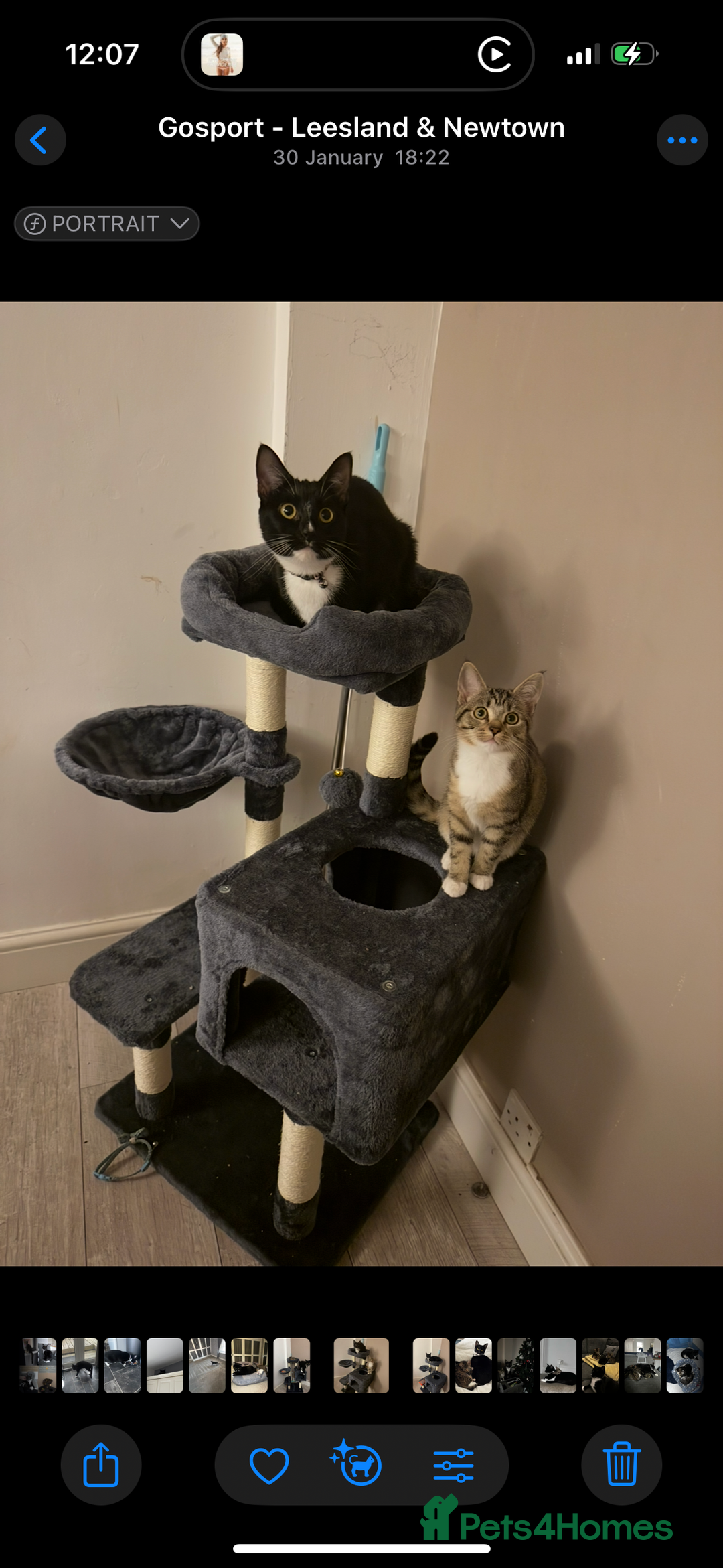 Mixed Breed cats for sale: Rehome for cats  - Image 3
