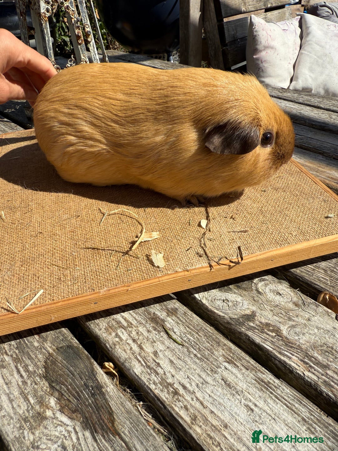 Guinea Pig rodents for sale: Pure bred California & Swiss guineapigs  - Image 23