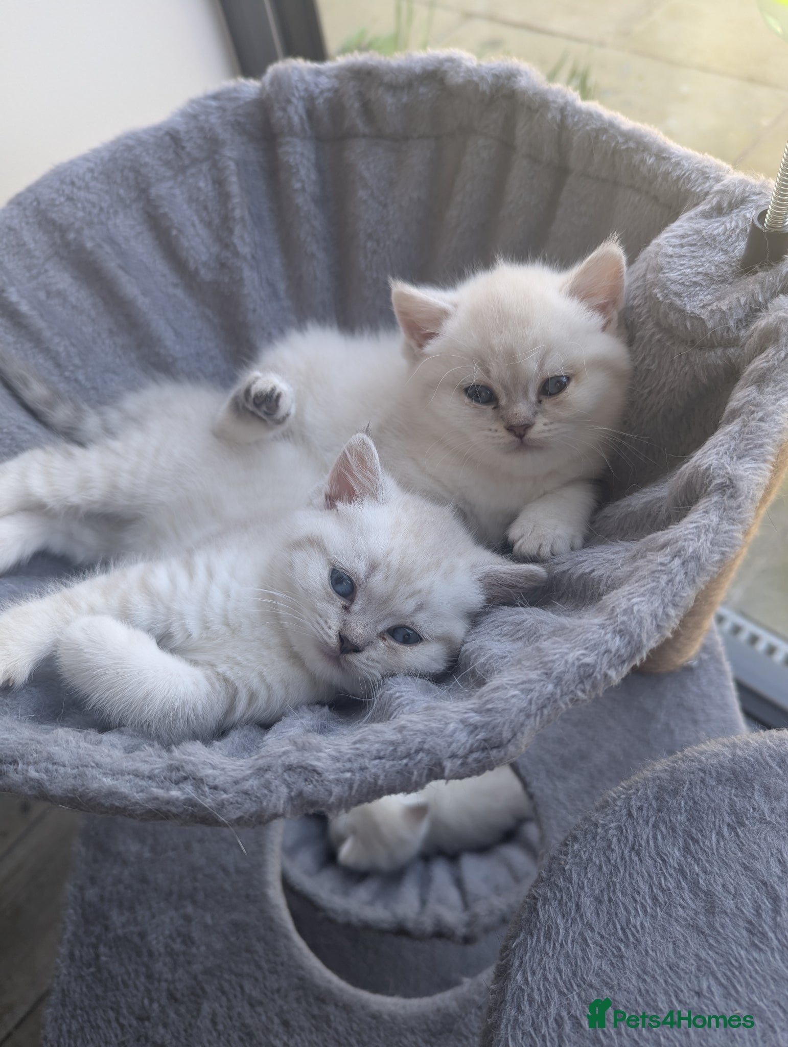 British Shorthair cats Beautiful British shorthair kittens - Advert 2