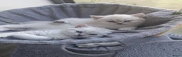 British Shorthair cats for sale: Beautiful British shorthair kittens - Advert 24