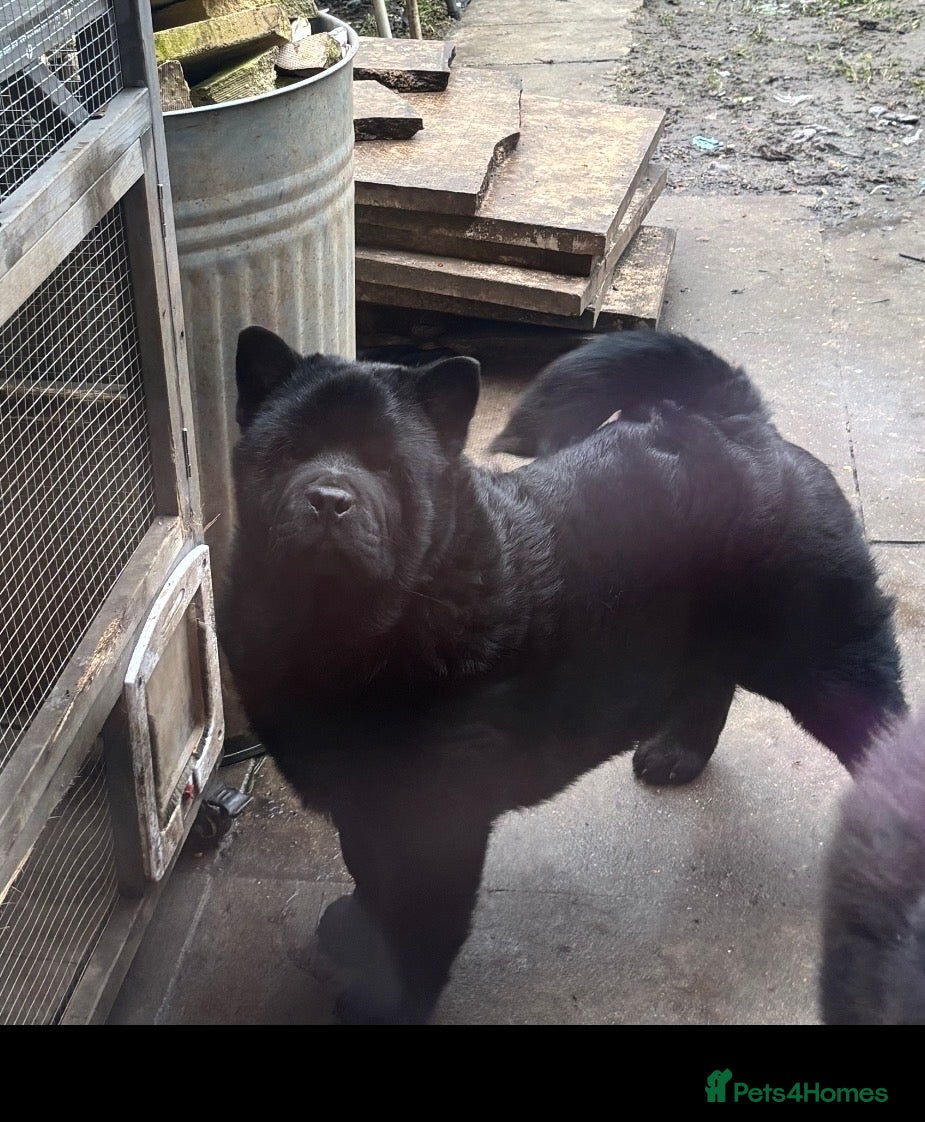 Chow Chow dogs One fluffy girl  and smooth coat male - Advert 10