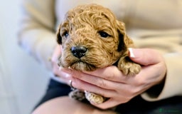 Cockapoo dogs for sale: GENUINE F1B COCKAPOO PUPPIES  - Image 25