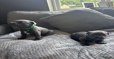 Staffordshire Bull Terrier dogs in Hitchin - Advert 1