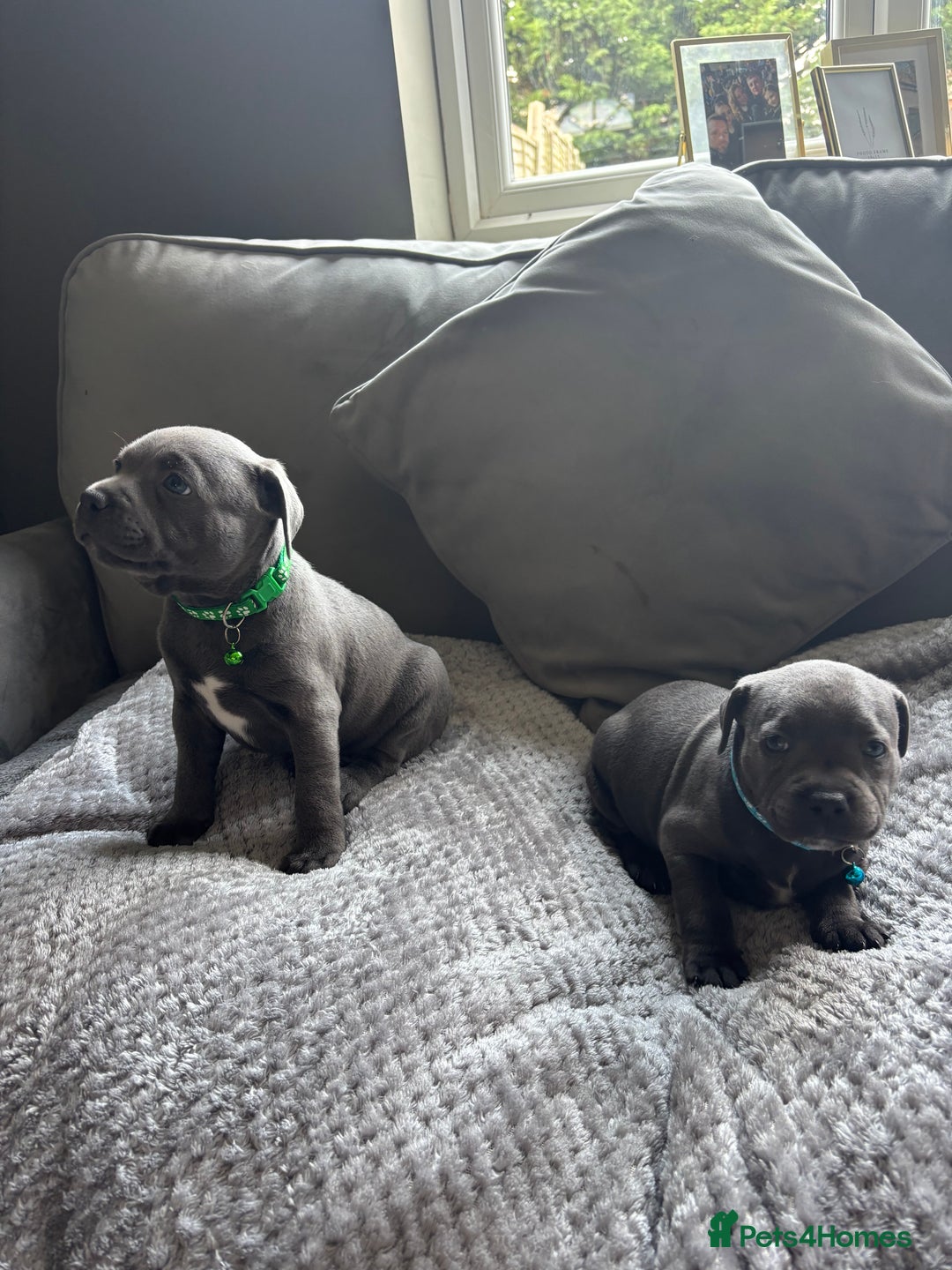 Staffordshire Bull Terrier dogs for sale: 1 male Blue Staff Bull Terrier pup 💙 in Hitchin - Image 5