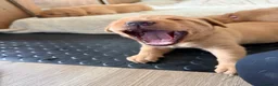 Labrador Retriever dogs for sale: Beautiful Red Fox Labrador Retriever Puppies - Advert 17