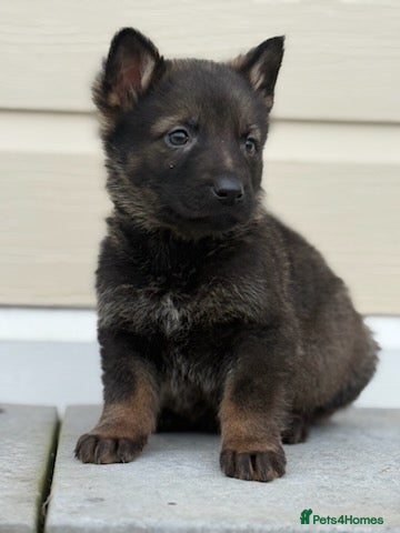 German Shepherd dogs Short hair Czech German shepards  - Advert 1