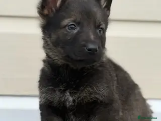 German Shepherd dogs Short hair Czech German shepards - Advert 1