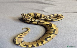 Python Snake reptiles for sale: 2025 Royal Python Hatchlings  - Image 7