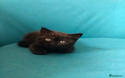 Scottish Fold cats for sale: 4 lovely kittens looking for new family  - Image 6