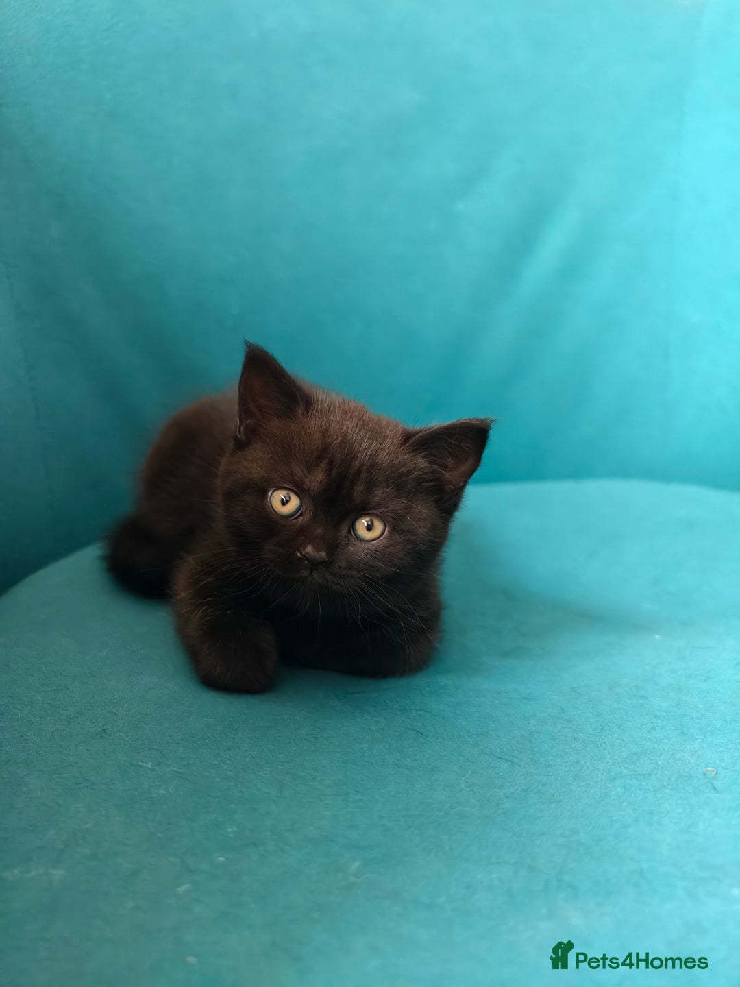 Scottish Fold cats for sale: 4 lovely kittens looking for new family  - Image 6