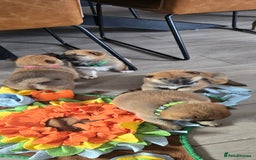 Japanese Shiba Inu dogs for sale: Beautiful Shiba - Image 14