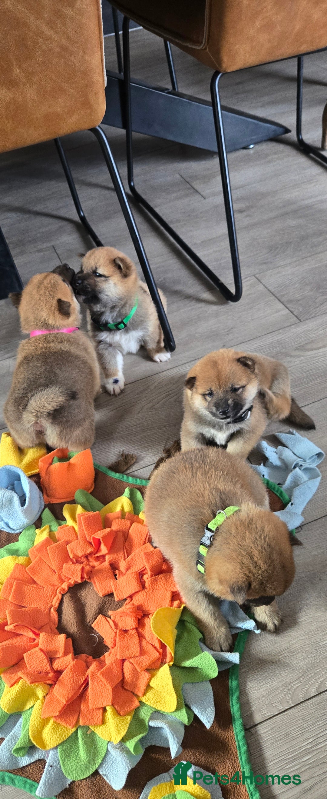 Japanese Shiba Inu dogs for sale: Beautiful Shiba - Image 14