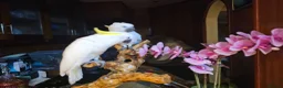 Cockatoo birds for sale: 9-Week-Old Triton Cockatoo Chicks Available - Advert 9