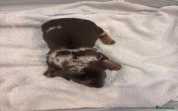 Miniature Dachshund dogs for sale: Mini Dachshund  - Image 8