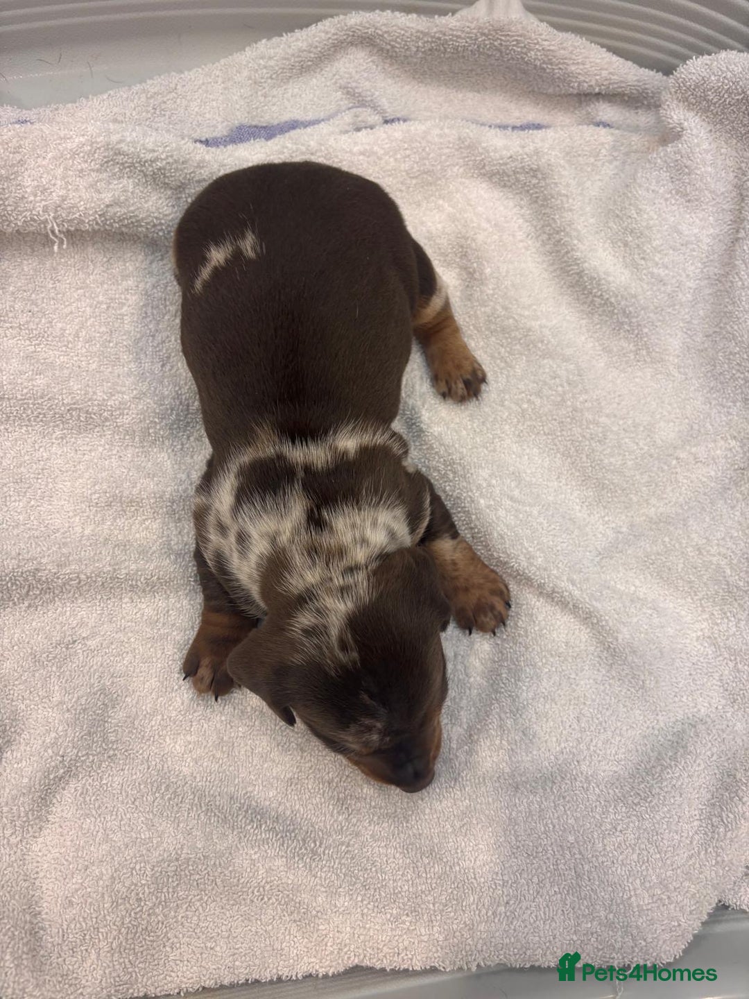 Miniature Dachshund dogs for sale: Mini Dachshund  - Image 8