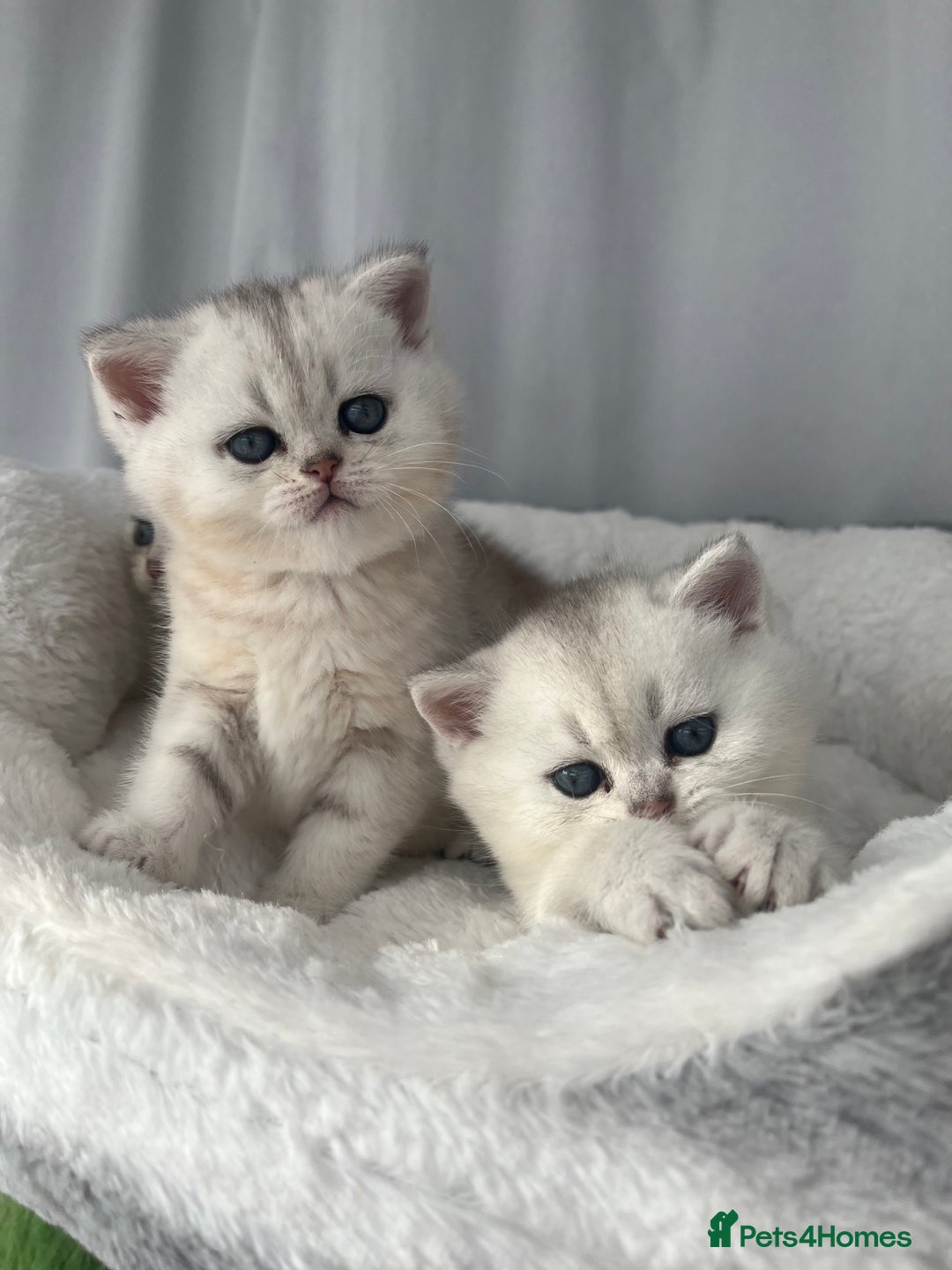 Scottish Fold cats for sale: Adorable Blue-Eyed Scottish Fold Kittens - Advert 19