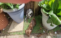 Miniature Dachshund dogs for sale: Chocolate & Red Mini Daxies - Image 22