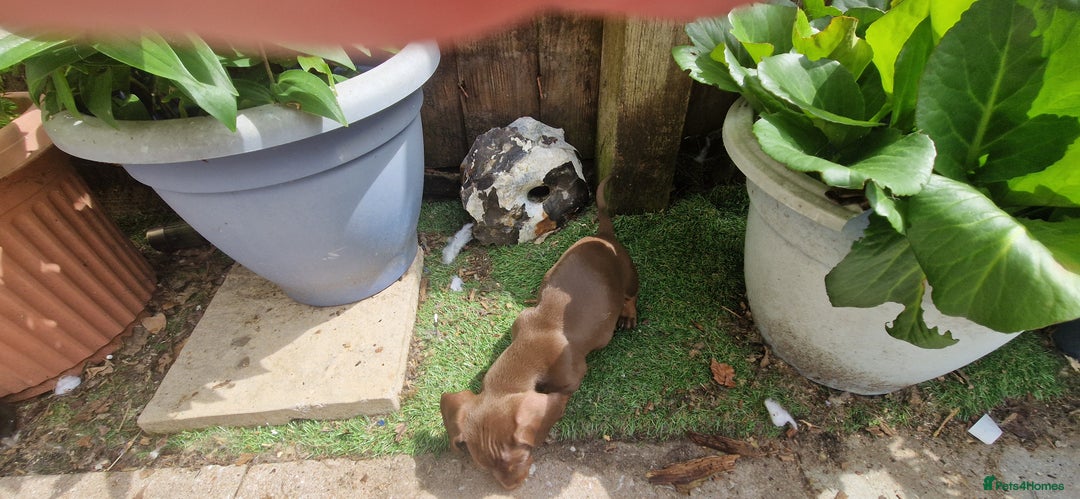 Miniature Dachshund dogs for sale: Chocolate & Red Mini Daxies - Image 22