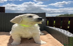 Golden Retriever dogs for sale: Beautiful litter of 7 GR puppies  - Image 7