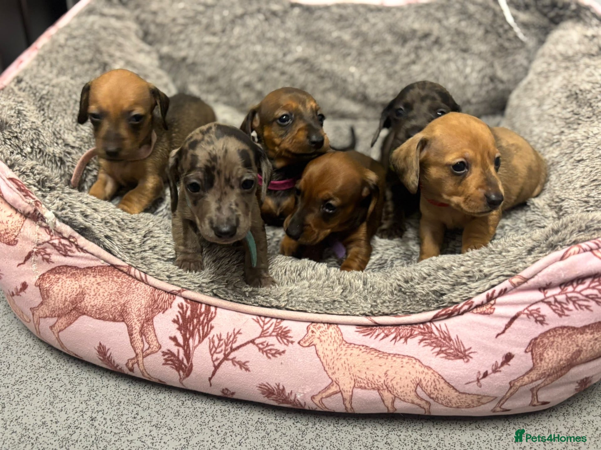 Miniature Dachshund dogs Beautiful litter of miniature Dachshund  - Advert 1
