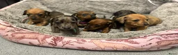 Miniature Dachshund dogs for sale: Beautiful litter of miniature Dachshund  - Advert 1