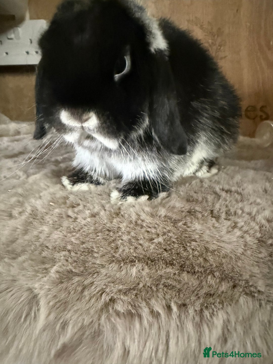 Mini Lop rabbits for sale: Mini lop boy available now - Image 3