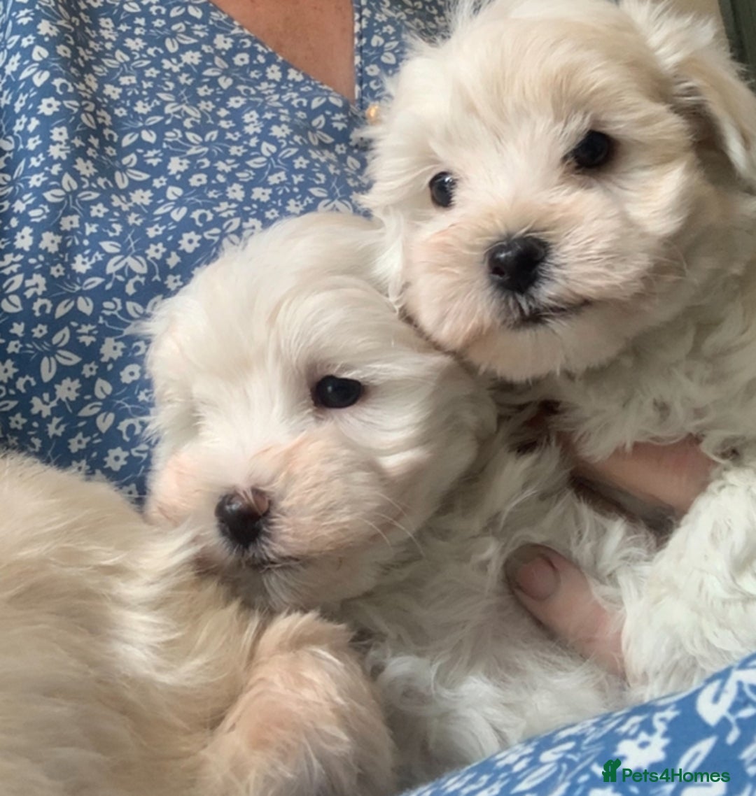 Maltipoo dogs for sale: F1 white Maltipoo puppies  - Image 4