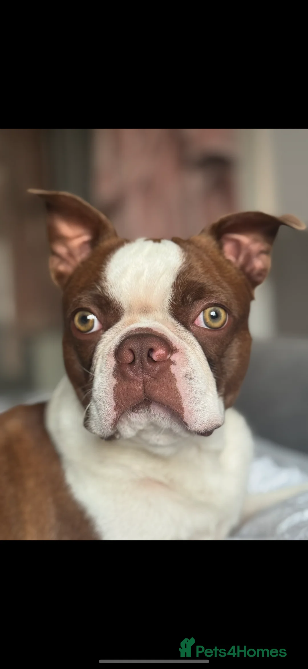 Boston Terrier dogs for stud: *KC registered proven red & white male for stud ** - Advert 5