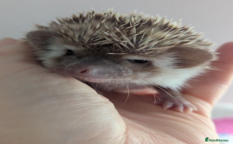 Pygmy Hedgehog rodents - Advert 1