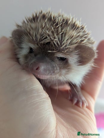 Pygmy Hedgehog rodents - Advert 1
