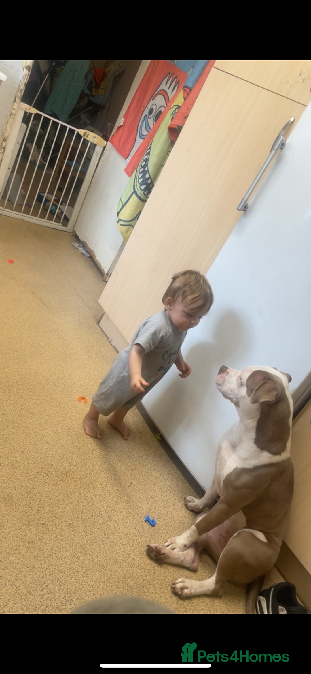 Mixed Breed dogs for sale: Staffy  - Image 2